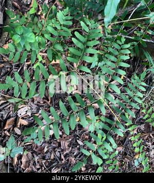 American Royal Fern (Osmunda spectabilis) Stockfoto
