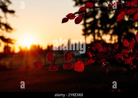 Wunderschöner Sonnenuntergang im Herbst Stockfoto