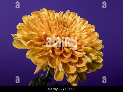 Goldene Chrysanthemenblüte mit Tau Stockfoto