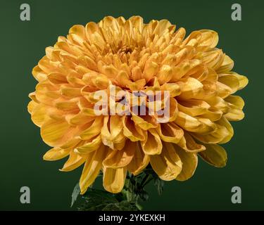 Goldene Chrysanthemenblüte mit Tau Stockfoto