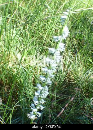 Slender Damentressen (Spiranthes lacera) Stockfoto