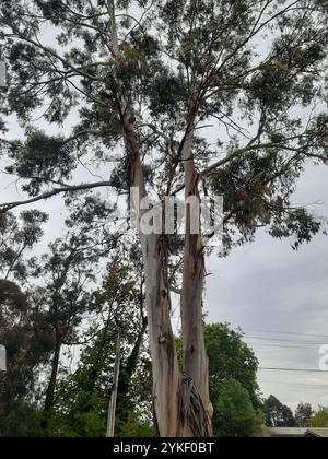 fluss Rotgum (Eucalyptus camaldulensis) Stockfoto