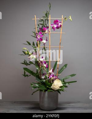 Dunkelrosa und weiße Dendrobium-Orchideen mit weichem Ruscus-Support durch ein kleines Holzspalier, das in einem Betontopf angeordnet ist. Vor einem grauen Hinterwäldler gesehen Stockfoto
