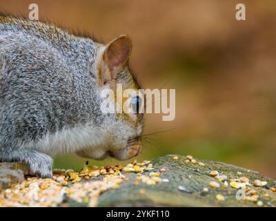 Graues Eichhörnchen, das sich von Samen auf einem Baumstumpf ernährt Stockfoto