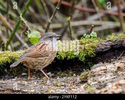 Dunnock ernährt sich von einem gefallenen Baumstamm Stockfoto