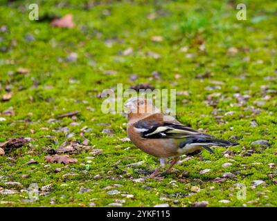 Weibliche Chaffinch Fütterung auf dem Boden Stockfoto