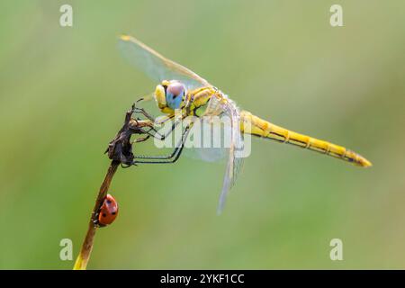 Nahaufnahme einer Sympetrum fonscolombii, rot geäderten Darter oder Nomaden ruht auf die Vegetation Stockfoto