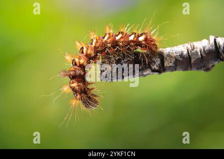 Nahaufnahme einer raupe oder Larve einer Acronicta rumicis, der Knotengrasmotte, die Blätter in der Natur füttert. Stockfoto