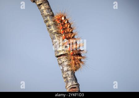 Nahaufnahme einer raupe oder Larve einer Acronicta rumicis, der Knotengrasmotte, die Blätter in der Natur füttert. Stockfoto