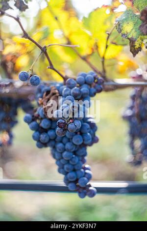 Aus nächster Nähe sehen Sie die Reifen blauen Trauben, die an einer Rebe in Kakheti hängen, der Weinregion von Georgien, und fangen das Wesen der lokalen Weinbautradition ein Stockfoto
