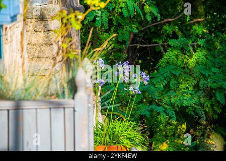 Verkürzung an der Ecke eines Steinhauses mit grünen Stielen und blauen Blumen in Chiusi Della Verna, Arezzo, Italien Stockfoto