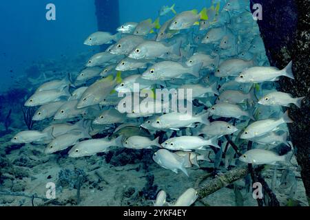 Ein dichter Schwarm von Lutjanus griseu, bekannt als Mangrovenschnapper, versammelt sich in den klaren Meeresgewässern vor der Küste von Bonaire und bildet einen Mesmerizi Stockfoto