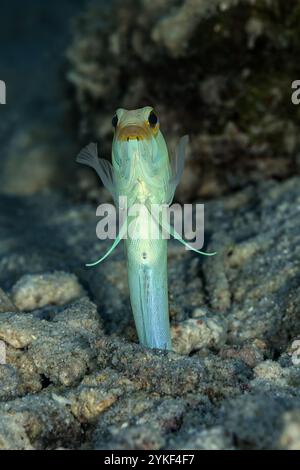 Eindrucksvolles Bild eines Opistognathus aurifrons, allgemein bekannt als der yellowhead-Kiefer, der aus seiner Sandgrube im kristallklaren Wasser blickt Stockfoto