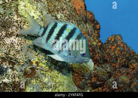 Bild eines lebendigen Sergeant Major Fisches, Abudefduf Saxatilis, schwimmt in der Nähe der korallenbedeckten Riffe von Bonaire. Stockfoto
