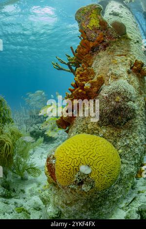 Eine lebendige Unterwasserszene in Bonaire mit gelben Hirnkorallen und einem Schwarm von französischem Grunt oder Haemulon flavolineatum, die unter verschiedenen erfasst werden Stockfoto