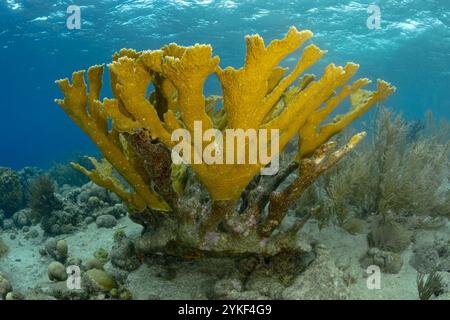 Ein Unterwasserblick auf ein gesundes Korallenriff voller vielfältiger Meereslebewesen im klaren blauen Wasser nahe Bonaire, das das pulsierende Ökosystem zeigt Stockfoto