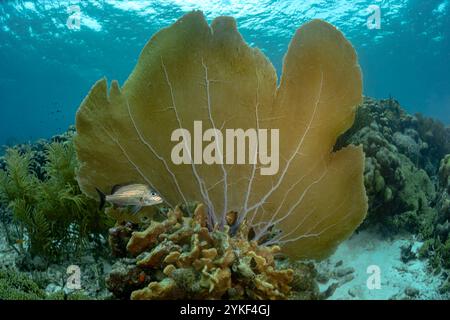 Haemulon flavolineatum, auch bekannt als der französische Gruntfisch, schwimmt von einem großen Gorgonienfächer im klaren Wasser von Bonaire. Stockfoto