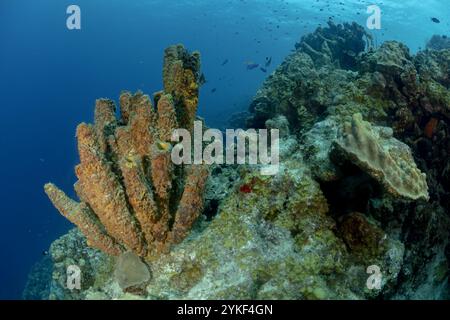 Atemberaubender Unterwasserblick auf lebendige Korallenformationen umgeben von tropischen Fischen in den unberührten Gewässern von Bonaire. Stockfoto