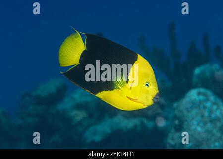 Ein atemberaubender Rock Beauty Engelfisch oder Holacanthus Trikolore schwimmt anmutig in der Nähe der Korallenriffe von Bonaire. Die markante gelbe und schwarze Farbe des Fischs Stockfoto