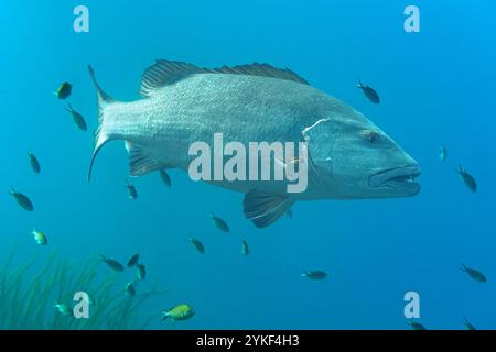 Ein Lutjanus Jocu, oder Hundeschnapper, dominiert den Rahmen, während er zwischen kleineren Fischen im klaren blauen Wasser von Bonaire schwimmt. Stockfoto
