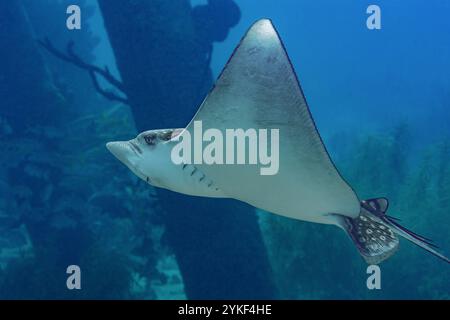 Der majestätische Aetobatus ocellatus, allgemein bekannt als der gefleckte Adlerrochen, gleitet durch das blaue Wasser von Bonaire vor einer Kulisse von Korallen. Stockfoto