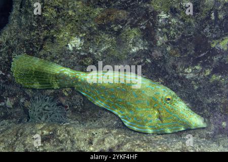 Ein farbenfroher Aluterus scriptus, bekannt als Kritzelfische, tarnt sich zwischen dem Korallenriff vor der Küste von Bonaire. Stockfoto