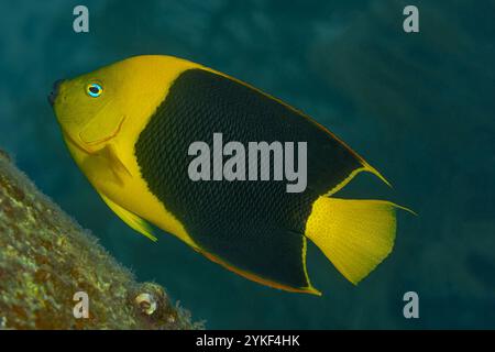 Ein lebhafter Rock Beauty Angelfish oder Holacanthus Trikolore schwimmt in der Nähe der Korallenriffe von Bonaire. Oder 124 Zeichen Stockfoto