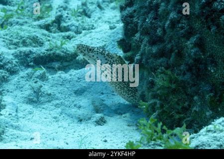 Ein Gymnothorax Moringa, oder gefleckte Muräne, blickt aus seinem Versteck zwischen Korallen in den klaren Gewässern rund um Bonaire heraus. Stockfoto