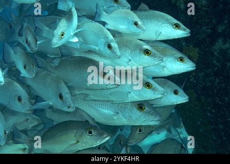 Ein dichter Schwarm von Lutjanus griseu, bekannt als Mangrovenschnapper, versammelt sich in den klaren Meeresgewässern vor der Küste von Bonaire und bildet einen Mesmerizi Stockfoto