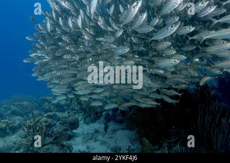 Eine große, dicht gepackte Schule schimmernder Großaugen-SCAD oder Selar crumenophthalmus schwärmt die tropische Unterwasserlandschaft von Bonaire und zeigt die Stockfoto