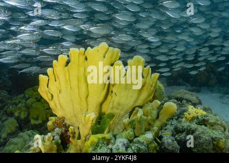 Eine dichte Schule von Trachurus murphyi oder Jack Makrele schwimmt über einer lebendigen gelben Korallenformation im klaren Wasser von Bonaire. Stockfoto
