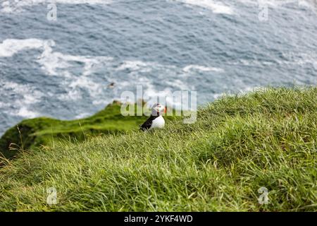 Nordatlantischer Fratercula arctica Vogel im Profilporträt touristische Ausflüge und Wanderungen niedliche Papageientaucher-Beobachtungstouren auf Mykines auf den Färöern Stockfoto