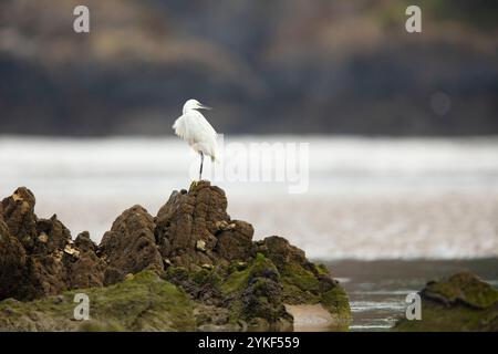 Ein ruhiger weißer Reiher steht auf zerklüfteten Felsen entlang einer ruhigen Küste und vermisst das Wasser, das in einer weichen, fokussierten natürlichen Kulisse zum Fischen bereit ist. Stockfoto