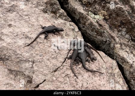 Eine Gruppe schwarzer Eidechsen sonnt sich auf felsigen Oberflächen und zeigt ihr natürliches Verhalten in einer trockenen, rauen Umgebung Stockfoto