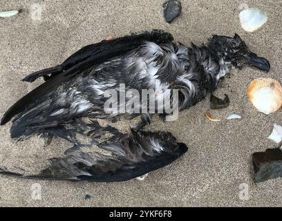 Graues Petrel (Pterodroma gouldi) Stockfoto