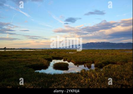 Ein sanfter Sonnenuntergang wirft sanftes Licht über die saftig grünen Feuchtgebiete des Ebro-Deltas in Spanien, mit reflektierendem Wasser und fernen Bergen unter einem V Stockfoto