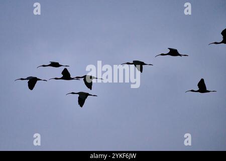 Eine heitere Schar von Plegadis falcinellus, auch bekannt als Hochglanz Ibis, fliegt anmutig über den Himmel der Ostküste Spaniens und zeigt eine friedliche Atmosphäre Stockfoto