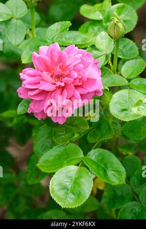 Rosa Prinzessin Anne, Rose Prinzessin Anne, Rosa Auskitchen, lose Blütenblätter, tiefrosa Strauchrose, Stockfoto