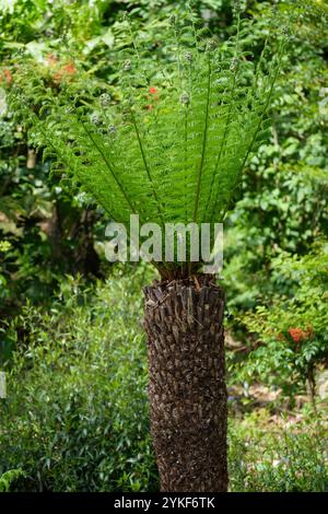 Dicksonia antarctica, weicher Baumfarn, Mannfarn, australischer Baumfarn, Balantium antarcticum, rötlich-brauner Stiel, Endrosettengrüner Wedel Stockfoto