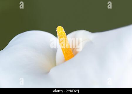 Eine Makroaufnahme, die die eleganten, trompetenförmigen weißen Blüten von Zantedeschia aethiopica, auch bekannt als Calla-Lilie, hervorhebt und ihr lebhaftes YE zeigt Stockfoto