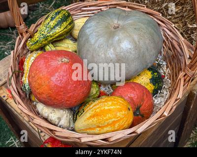 Eine Vielzahl von lebhaften, einzigartig geformten Kürbissen und Kürbissen füllen einen rustikalen Korb mit einem reichen Farbteppich, ideal für Herbst und Hallo Stockfoto