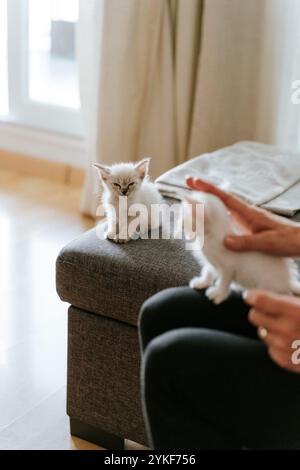 Ein Bild von zwei entzückenden flauschigen Kätzchen, von denen eines leise auf einer grauen Fußstütze sitzt und das andere sanft von unsichtbaren Händen in einem weichen Indoo angehoben wird Stockfoto