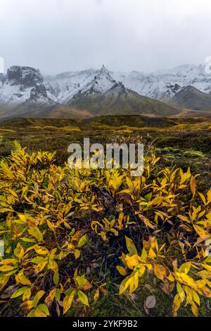 Ein dramatischer Herbstblick auf das Thorsmork-Tal mit leuchtendem gelbem Laub im Vordergrund und schneebedeckten Gipfeln im nebeligen Hintergrund. Stockfoto