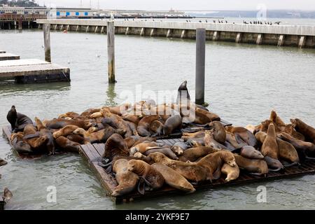 Eine Gruppe von Seelöwen sonnt sich auf schwimmenden Plattformen am Pier 39 in San Francisco. Die Seelöwen treffen sich eng zusammen, ruhen und interagieren gegen die s Stockfoto