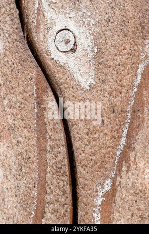 Eine detaillierte Nahaufnahme einer verwitterten Holzoberfläche, die die komplizierten Muster und Texturen zeigt, die durch natürliche Alterungsprozesse entstehen, und unterstreicht Stockfoto