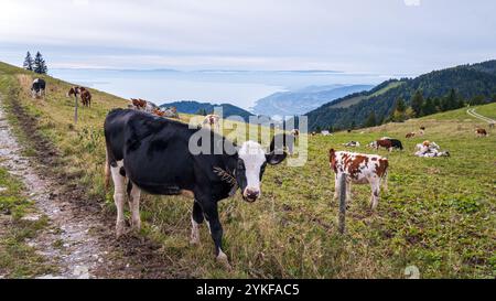 Kühe, die friedlich auf einem Wanderweg in Dent de Jaman in den Schweizer Alpen weiden, mit Blick auf den weitläufigen See und üppiges Grün Stockfoto