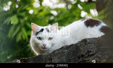 Eine weiße Katze mit schwarzen Flecken liegt auf einem großen Felsen und starrt intensiv auf die Kamera. Der üppig grüne, unscharfe Hintergrund bildet einen schönen Kontrast zur CA Stockfoto