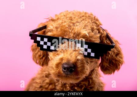 Ein niedlicher goldener Pudelhund trägt eine funkige schwarze Sonnenbrille mit pixelfarbenem Muster, die vor einem sanften rosa Hintergrund steht und einen Hauch von Freude und Stil ausstrahlt Stockfoto