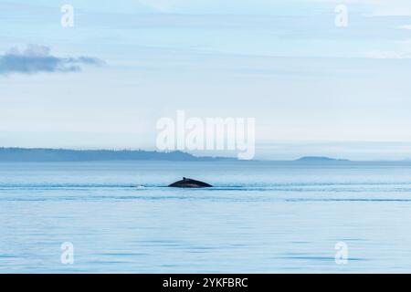 Buckelwale (Megaptera novaeangliae) Flossen auf Telegraph Cove Whale Watching Exkursion, Vancouver Island, Kanada. Stockfoto
