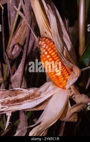 Schuss auf altem Mais, bereit zur Ernte im Garten Stockfoto